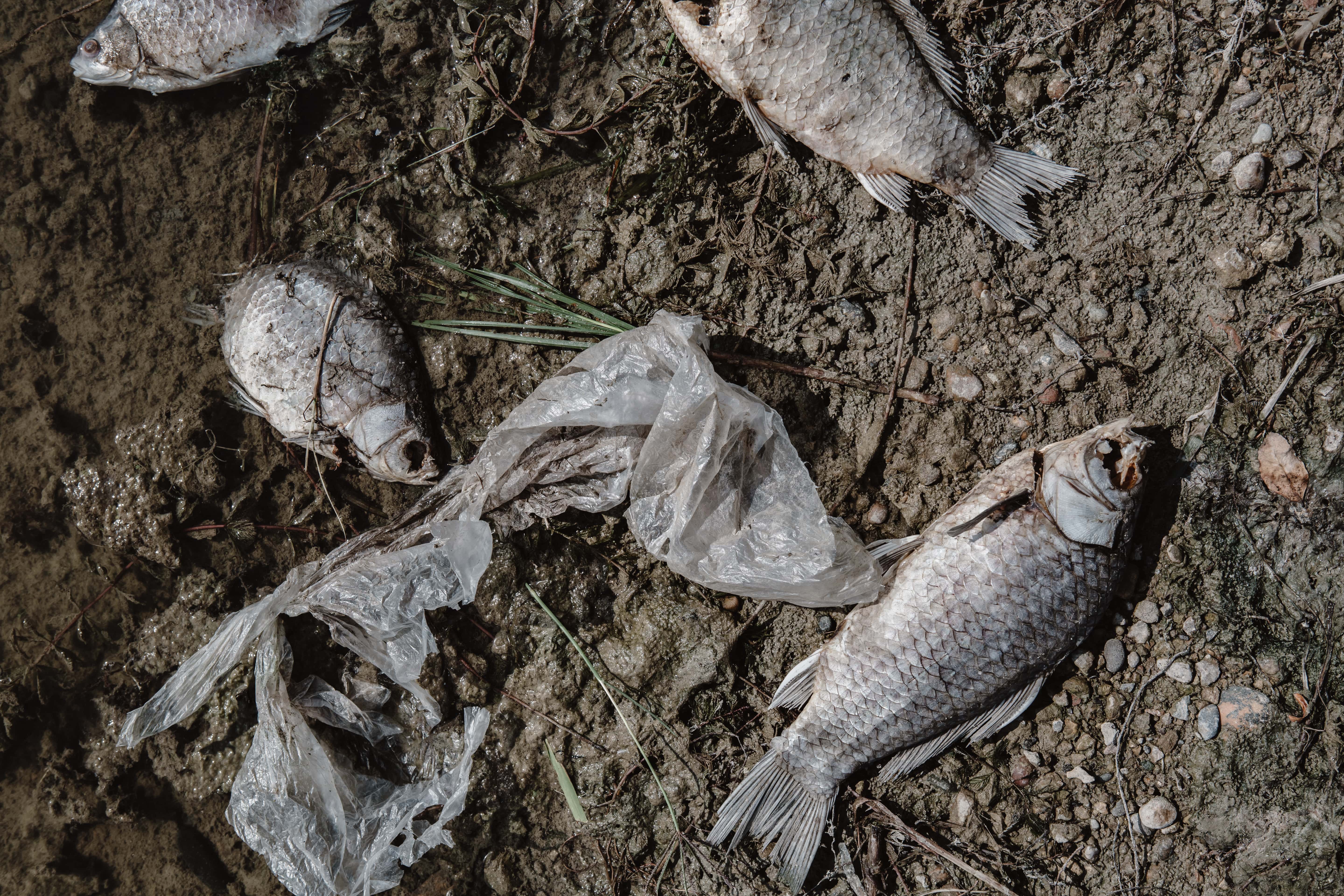 Millions of dead fish drifted up on the shore of the polluted lake in Lebanon