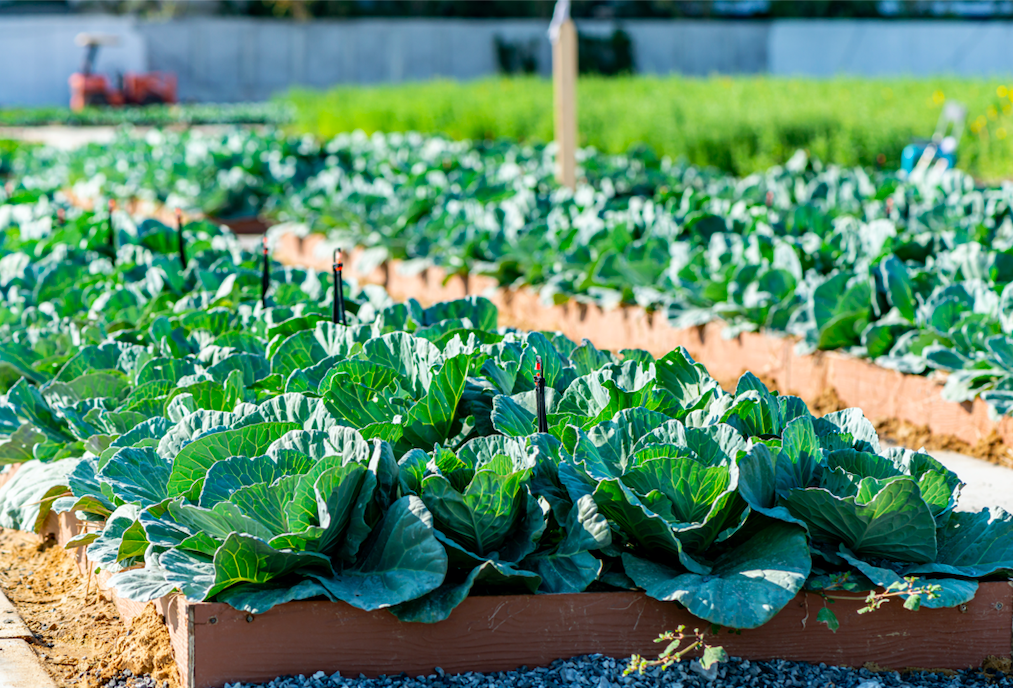 Saudi Arabia has adopted a multitude of initiatives to promote long-term agricultural growth