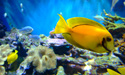 Yellow Fish